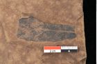 Foto (Detailsansicht) von Quercus palaeoilex Ettingshausen (NHMW-GEO-2024-0188-0905)